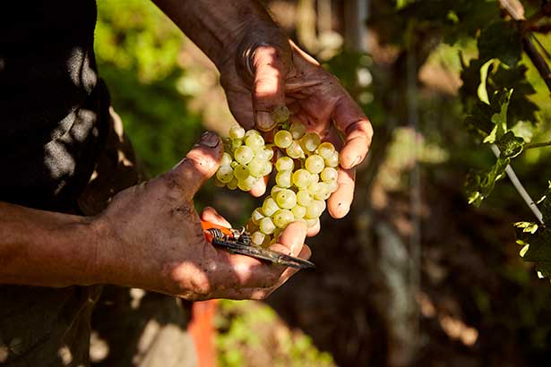 Wein wie wir ihn lieben – authentisch und charakterstark