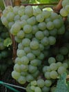 Riesling - der König unter den Weinen