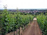 Unser Weinberg im Paradiesgarten oberhalb von Deidesheim