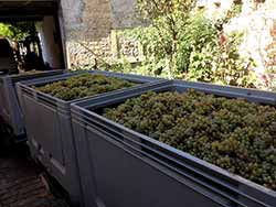 Riesling's coming home